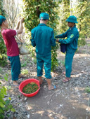 Huyện ủy Lộc Ninh chỉ đạo huy động lực lượng giúp dân  thu hoạch mùa vụ tiêu năm 2019