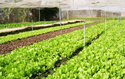 Lộc Ninh: 98 cán bộ Hội Nông dân cơ sở được tập huấn bảo vệ môi trường