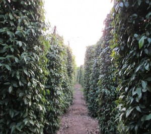 CB-HVND huyện Lộc Ninh tham gia tập huấn, xây dựng “Nhãn hiệu tập thể Hồ tiêu Lộc Ninh”